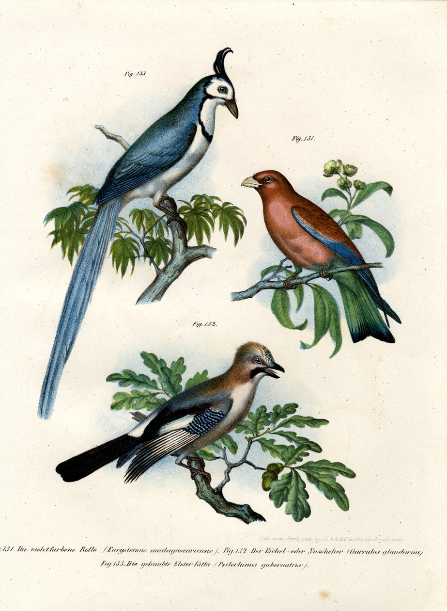 Lilla rulle, 1864 af German School