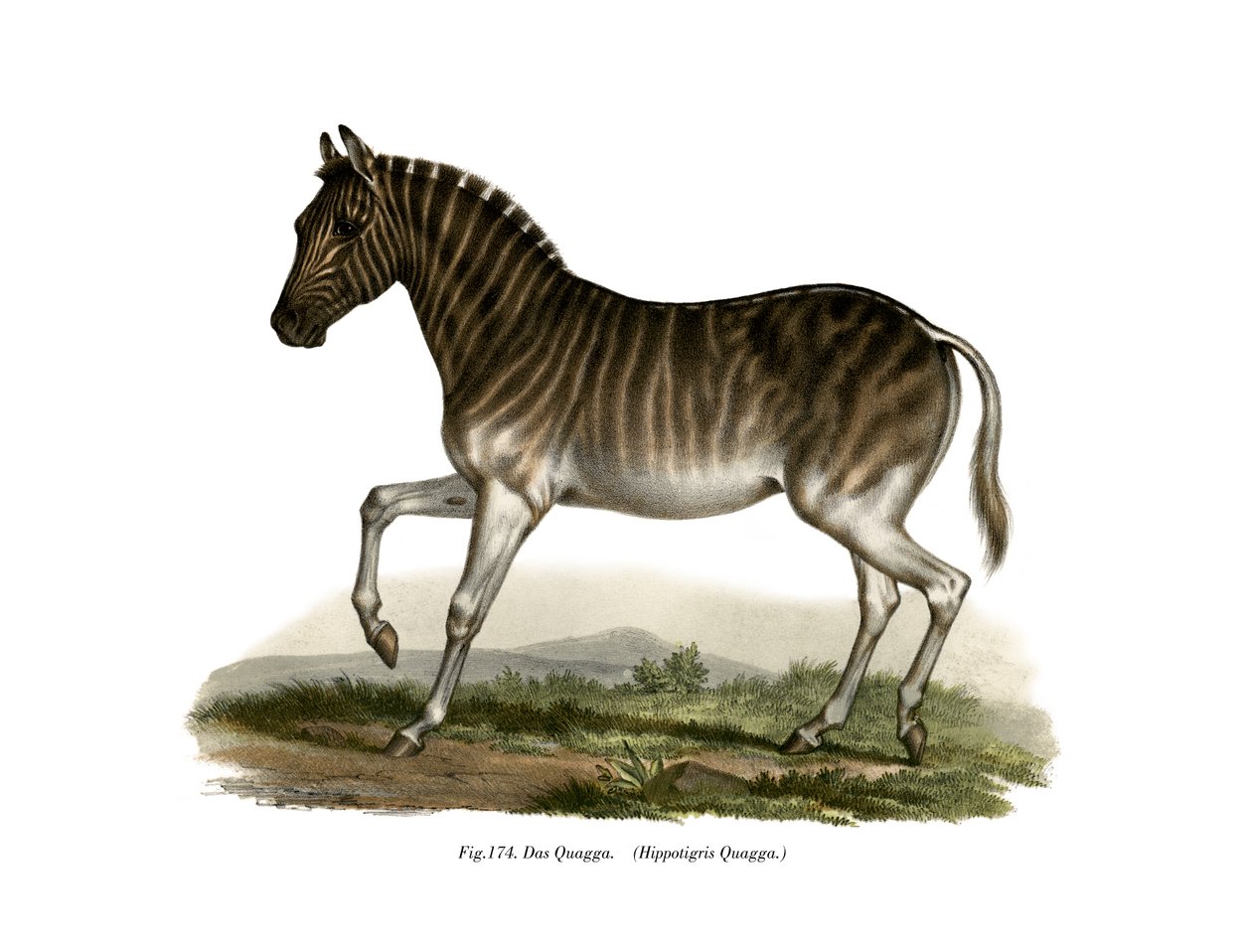 Quagga, 1860 af German School