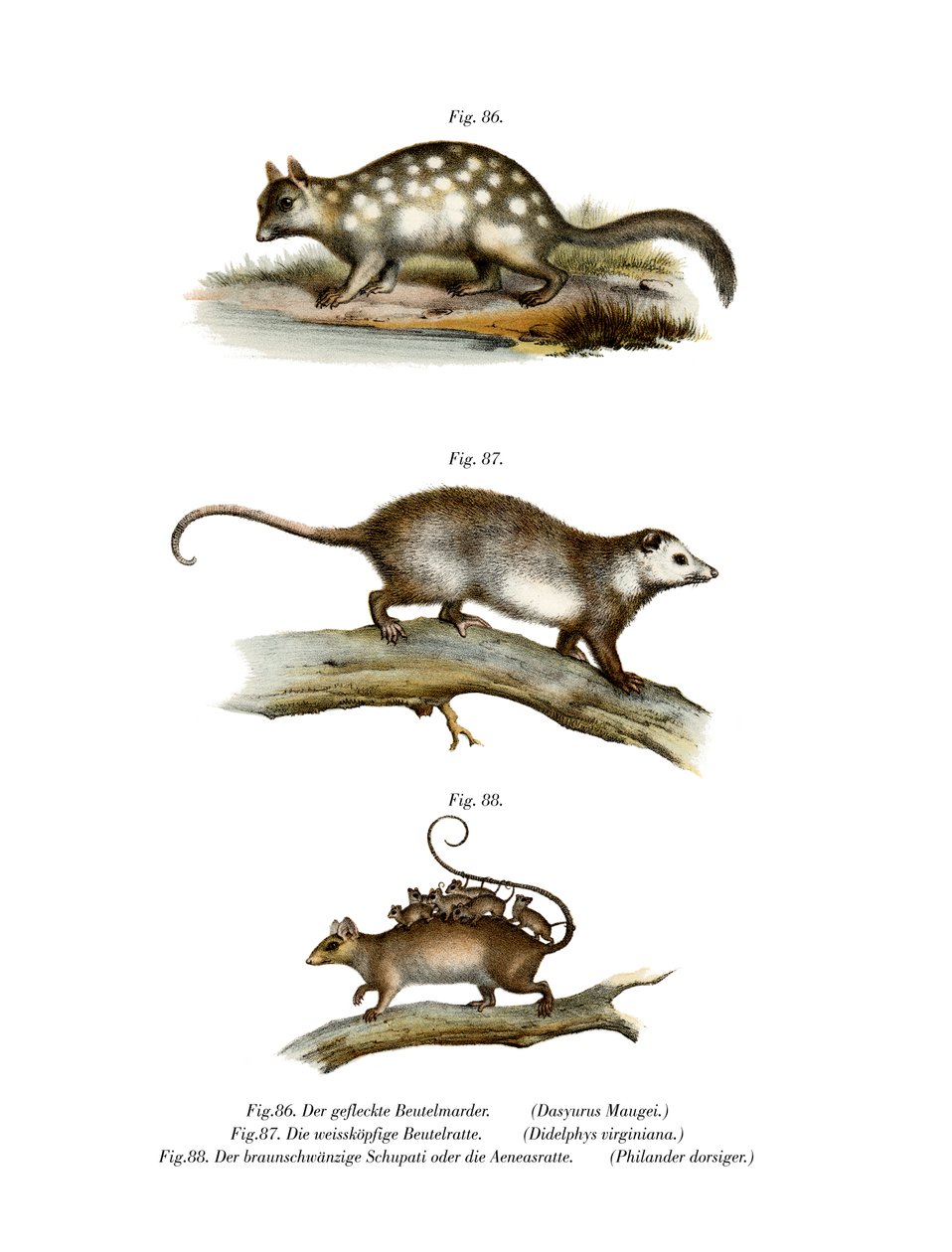 Quoll, 1860 af German School