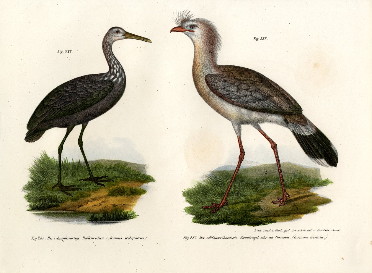 Seriema med røde ben, 1864 af German School