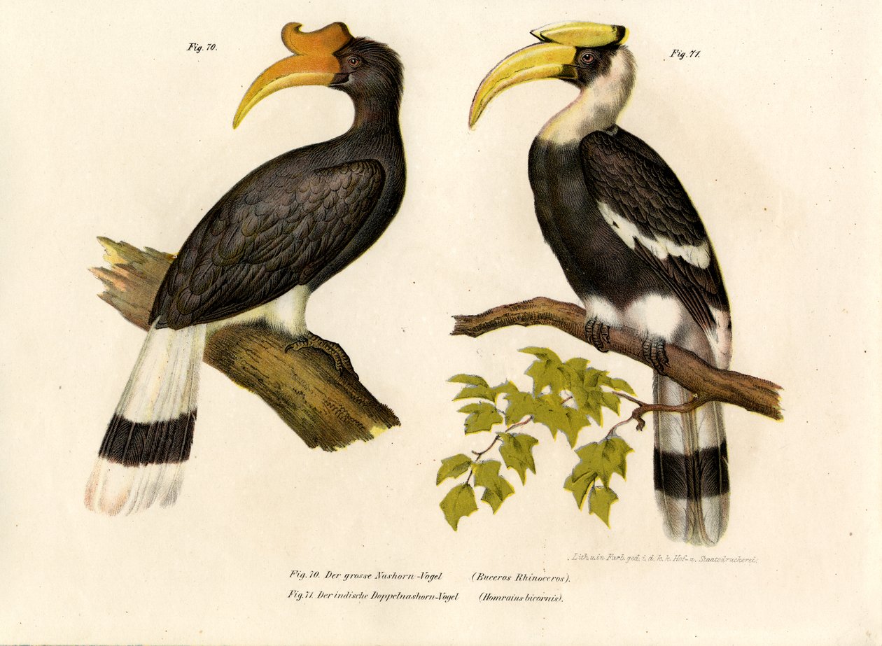 Næsehornsnæsehornsfugl, 1864 af German School