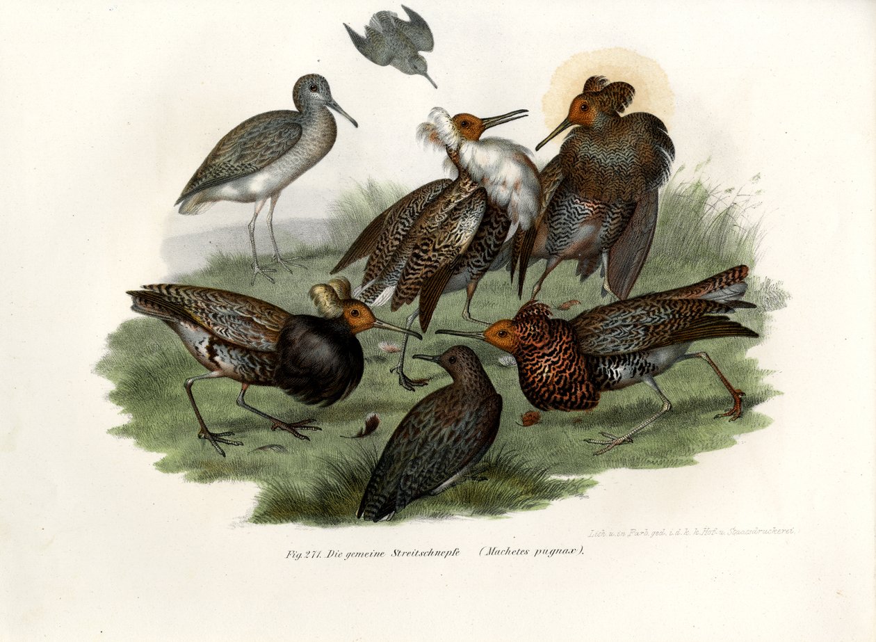 Ruff, 1864 af German School