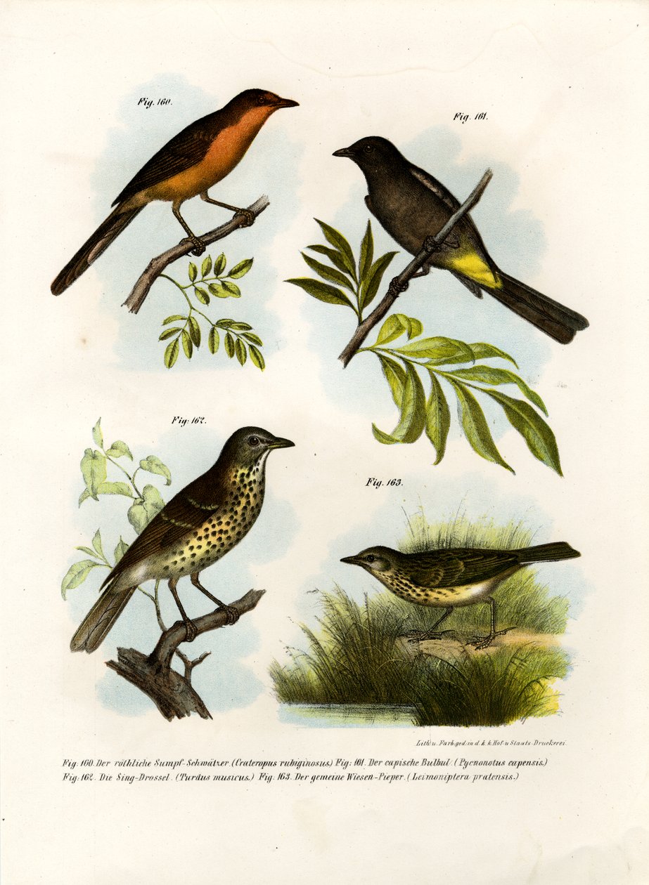 Rufous-breasted Babler, 1864 af German School