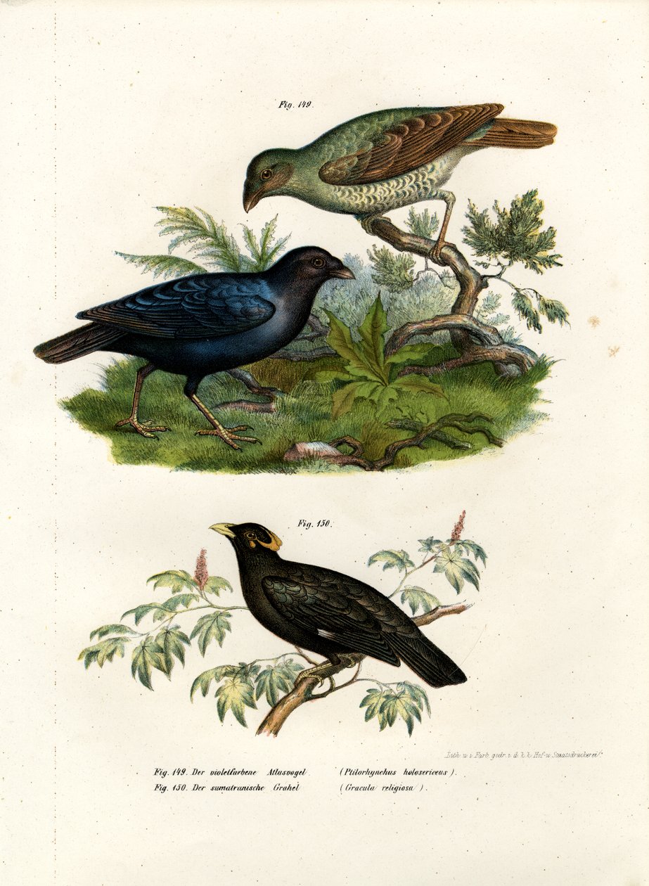 Satin Bower Bird, 1864 af German School