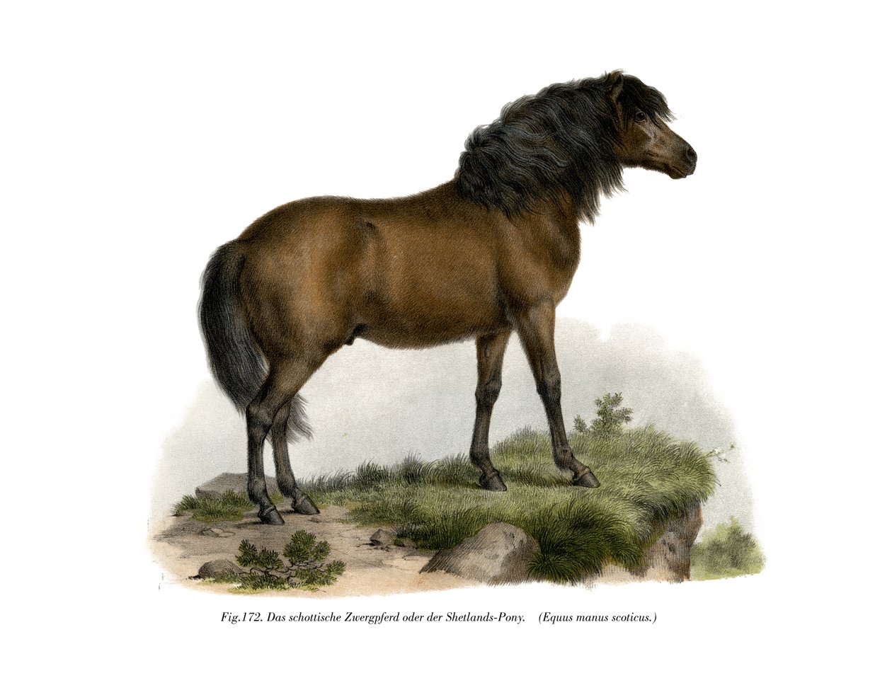 Shetlandspony, 1860 af German School