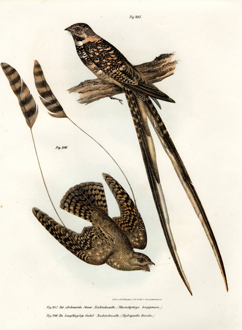 Standard-winged Nightjar, 1864 af German School