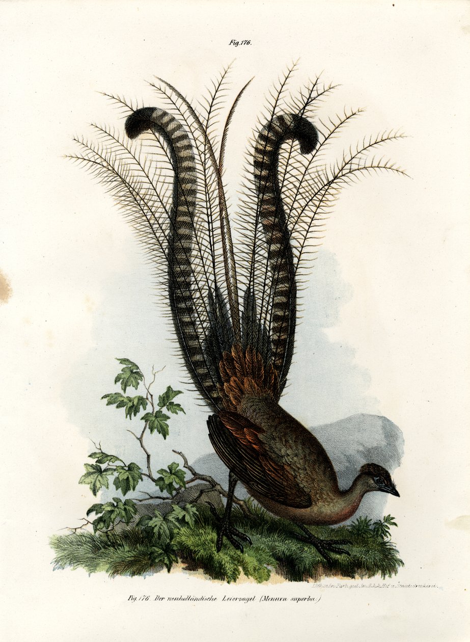 Fremragende Lyrebird, 1864 af German School
