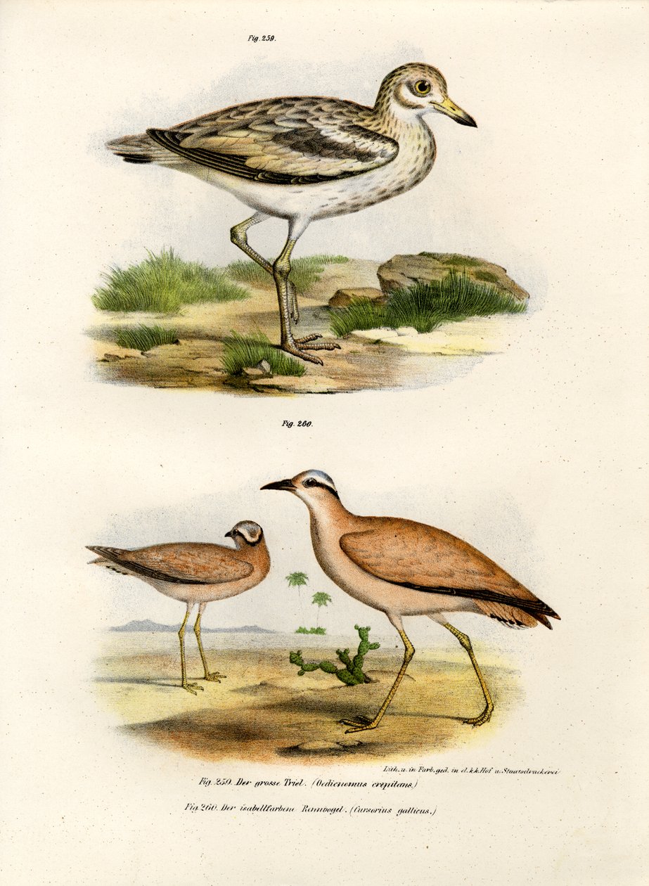 Tykknæet Bustard, 1864 af German School