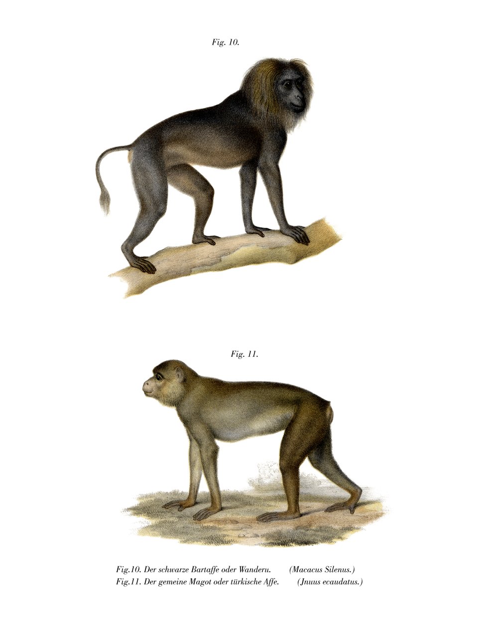 Wanderoo Monkey, 1860 af German School