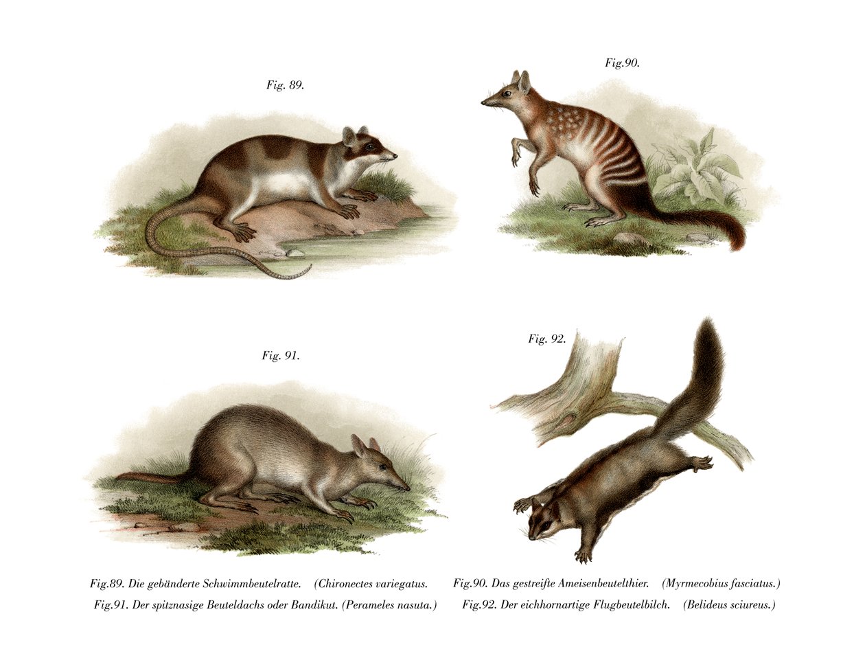 Vand Opossum, 1860 af German School