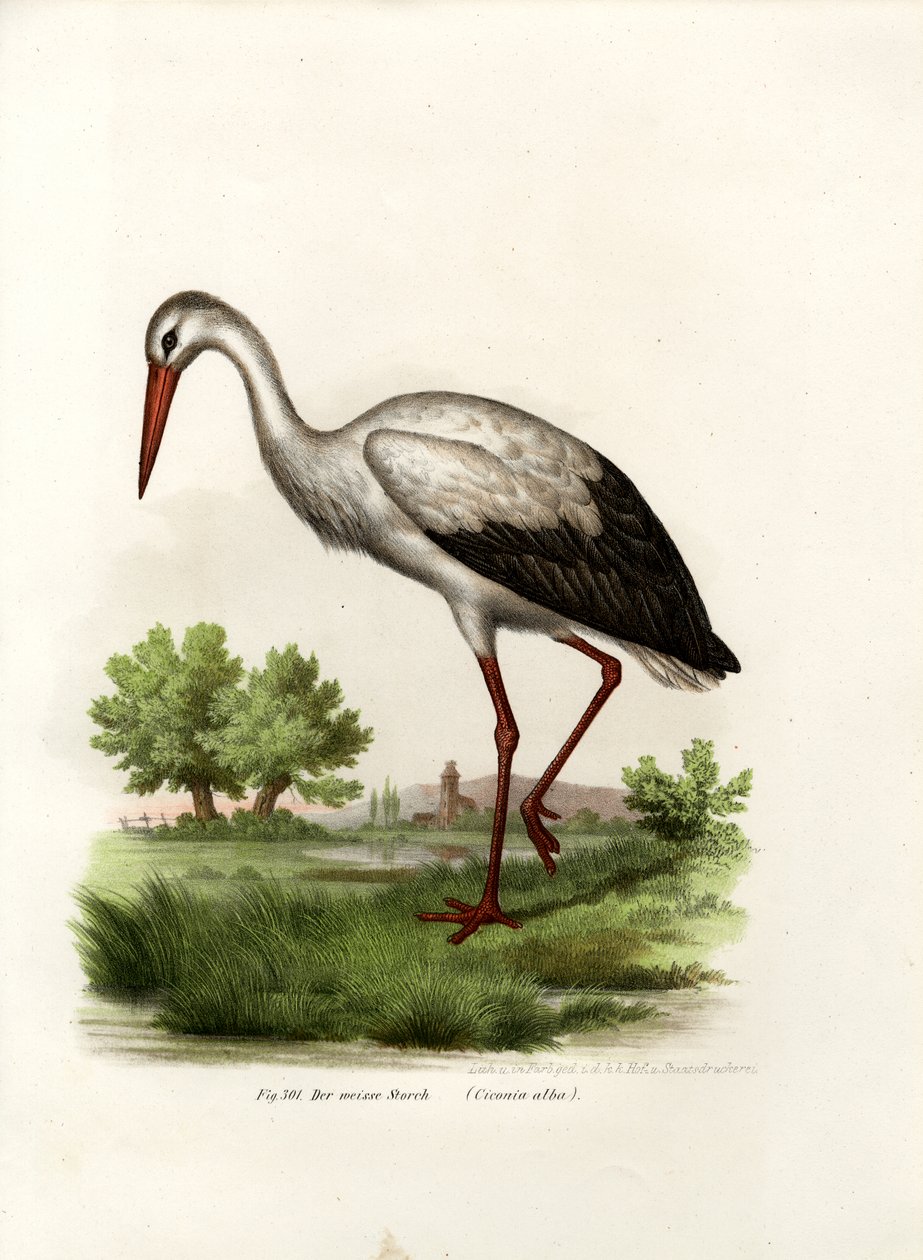 Hvid Stork, 1864 af German School