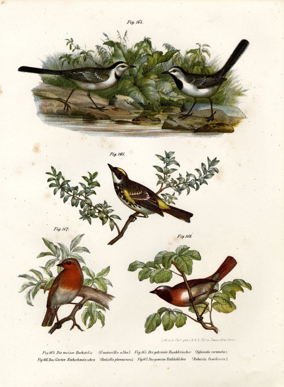 Hvid vipstjert, 1864 af German School