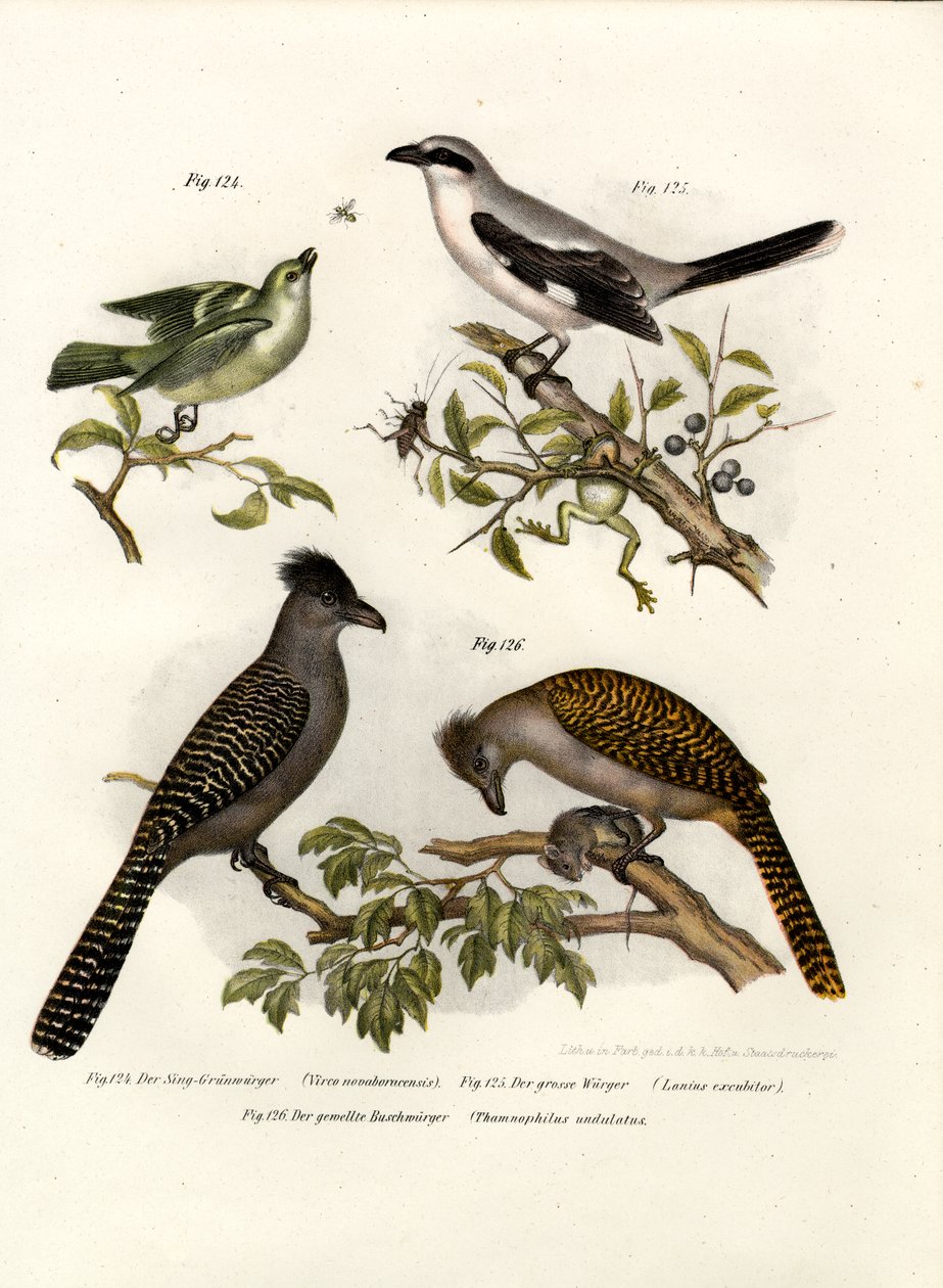 Hvidøjet Vireo, 1864 af German School