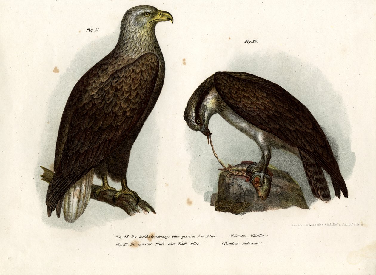 Havørn, 1864 af German School