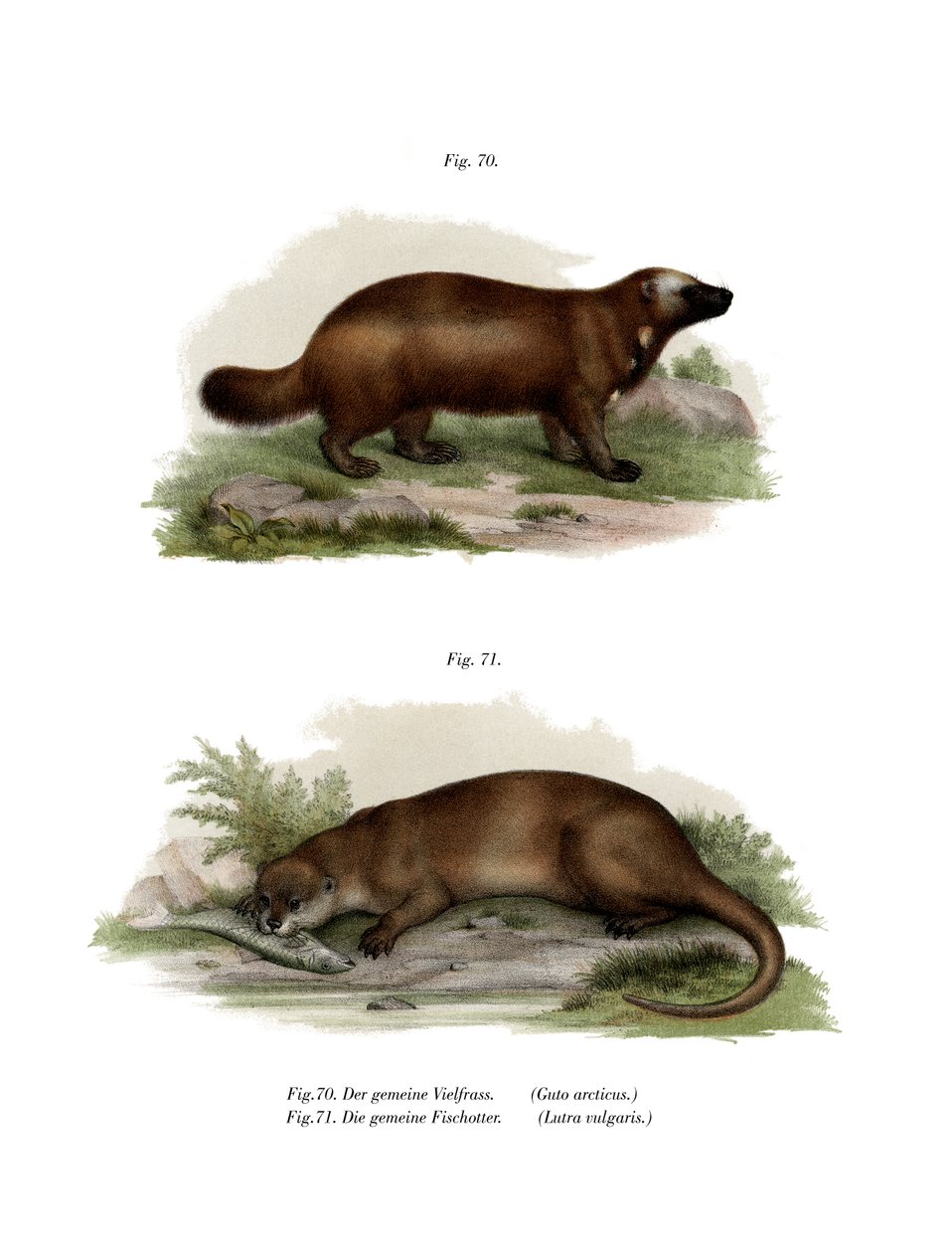 Wolverine, 1860 af German School