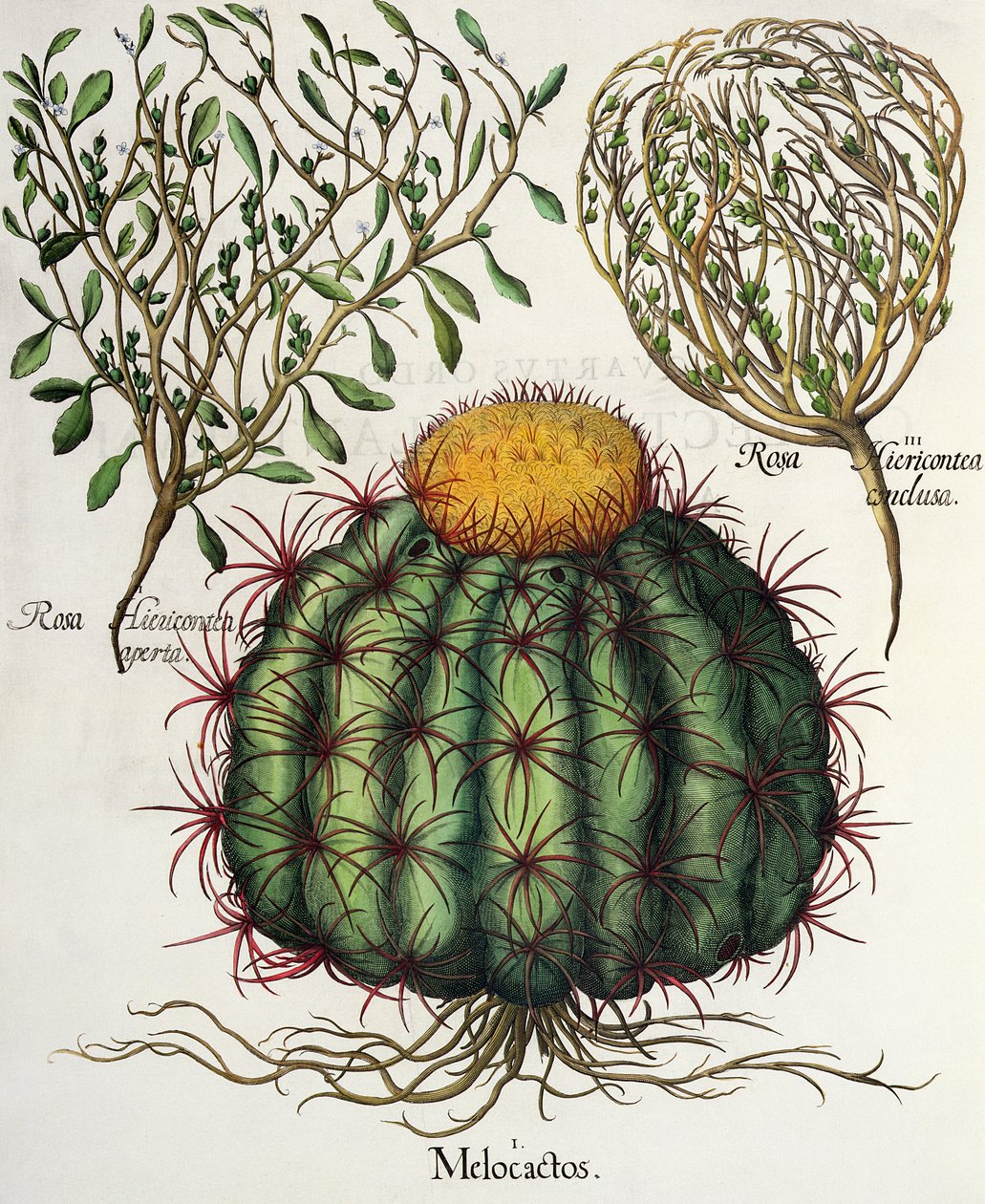 1.Melocactus; 2.Rosa Hiericontea 3.Rosa Hiericontea, fra Hortus Eystettensis af Basil Besler (1561-1629), pub. 1613 af German School