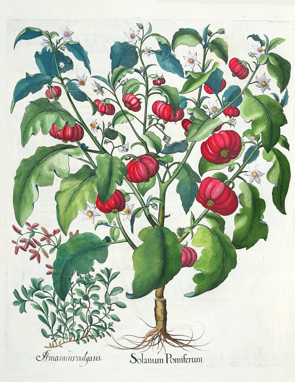 1. Solanum frugt 2. Amaracus vulgaris, fra Hortus Eystettensis af Basil Besler (1561-1629), pub. 1613 af German School