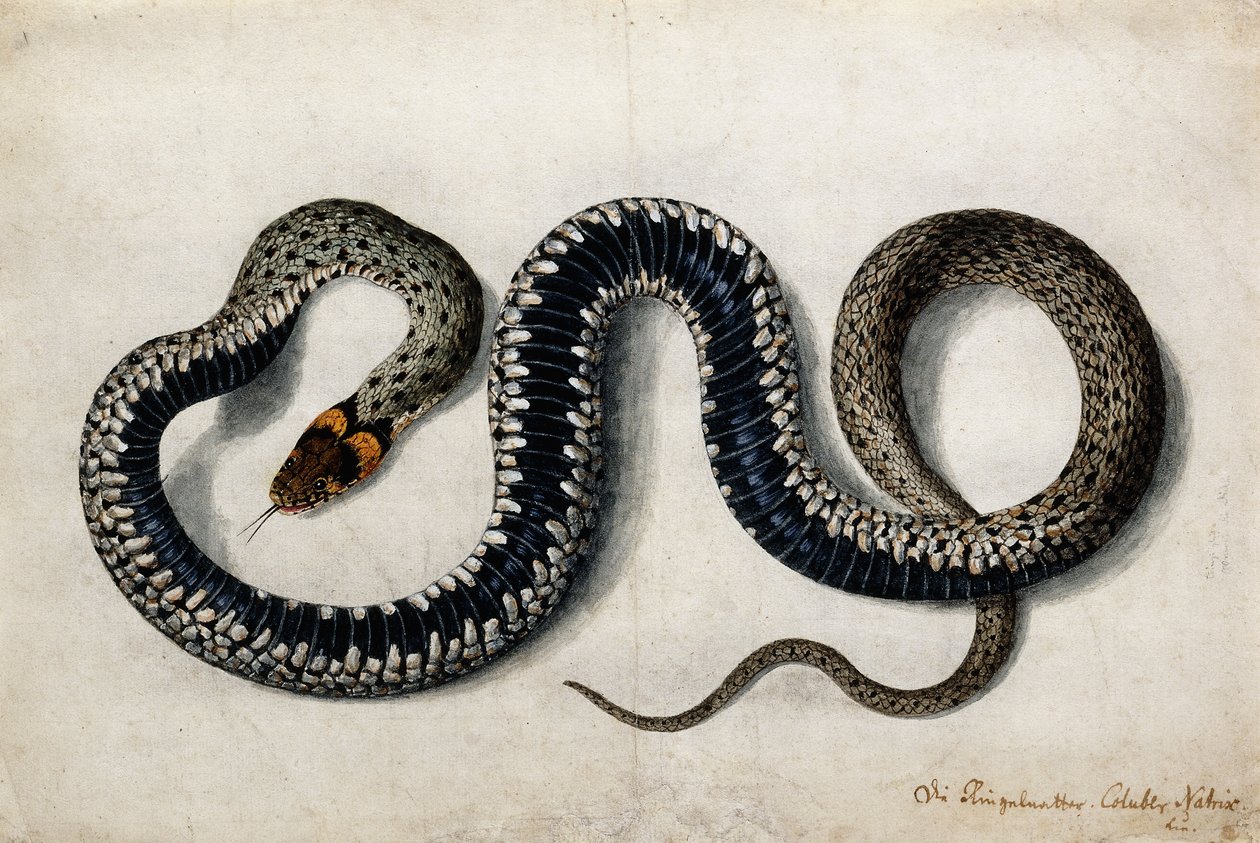 En græsslange, ca. 1675-1700 af German School