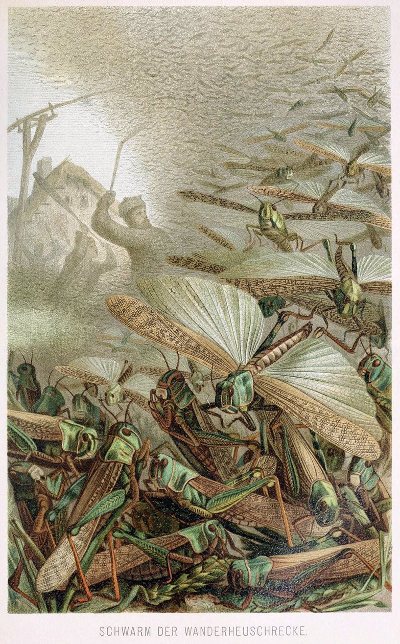 A Swarm of Locusts, fra Brehms Tierleben, pub. 1860