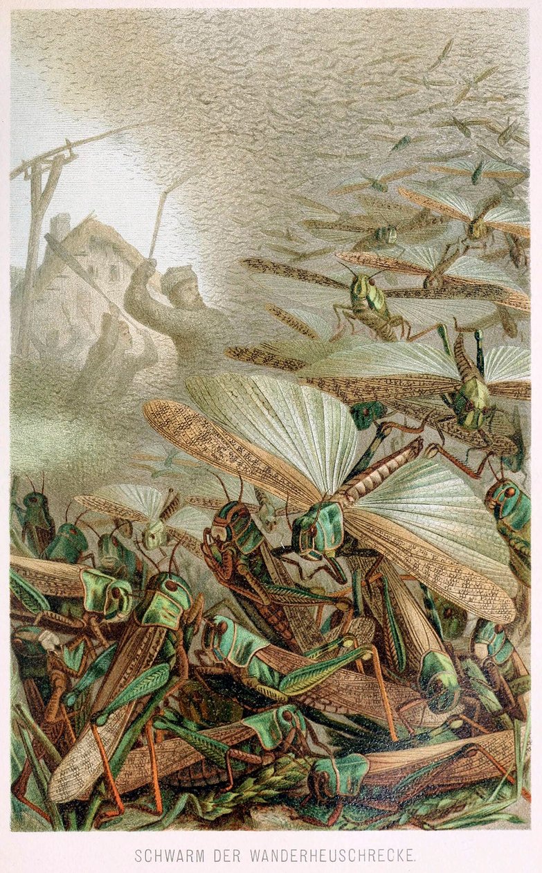 A Swarm of Locusts, fra Brehms Tierleben, pub. 1860