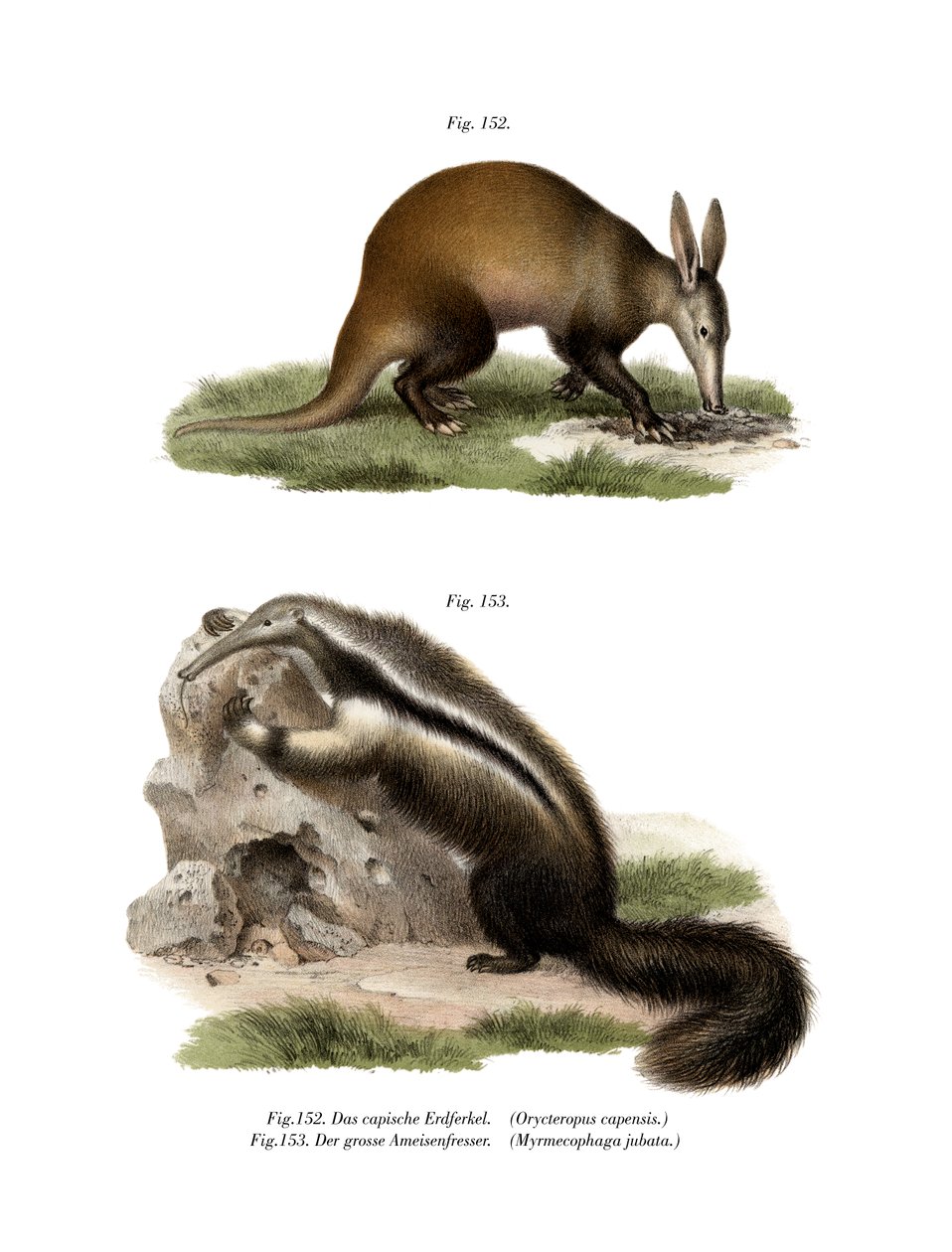 Aardvark, 1860 af German School