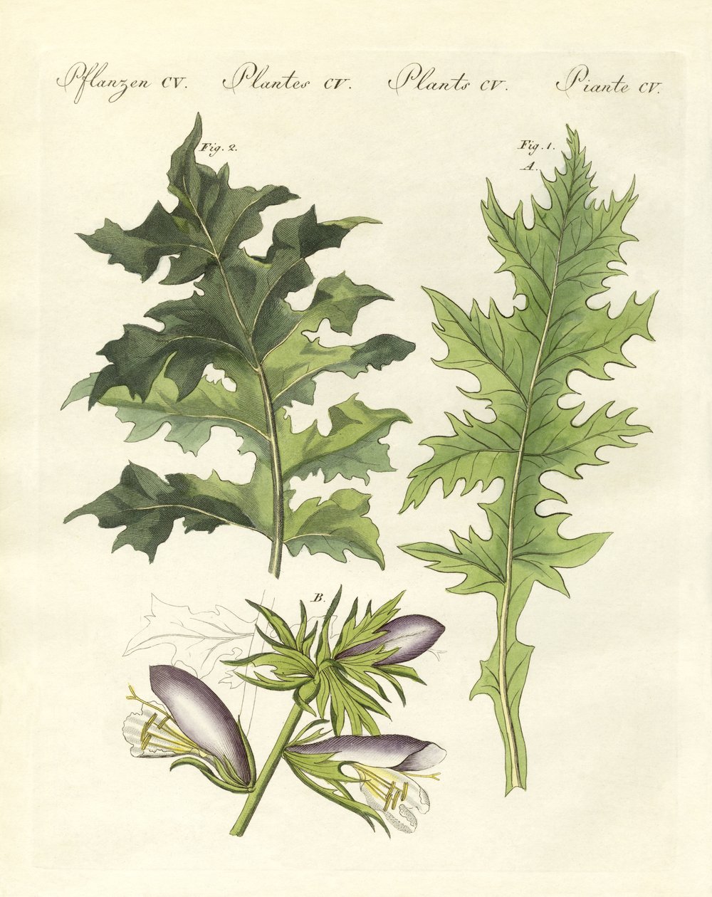 Acanthus planter (farvet gravering) af German School