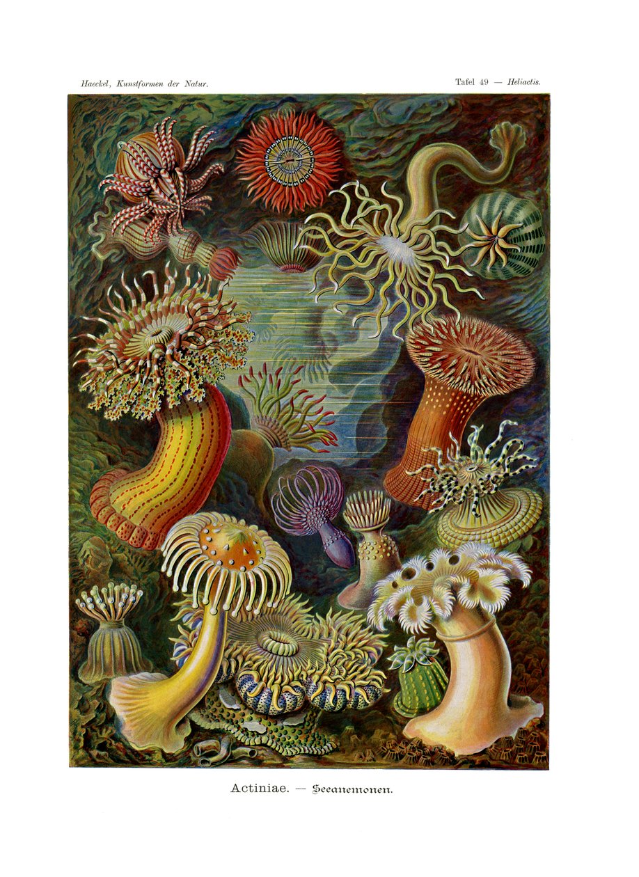 Actiniae eller Actiniaria, 1899-1904 af German School