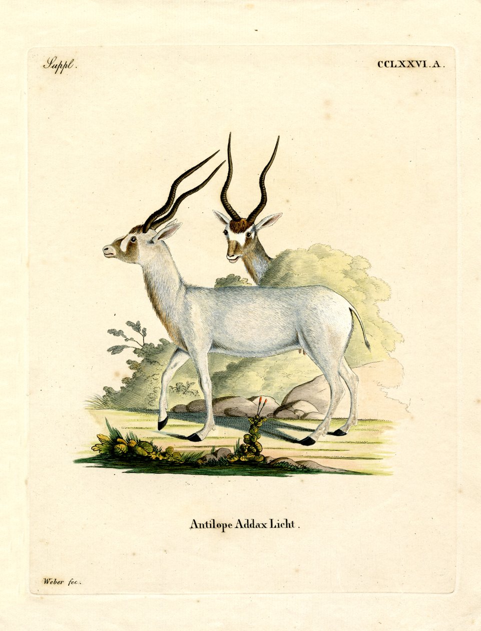 Addax Antilope (farvet gravering) af German School
