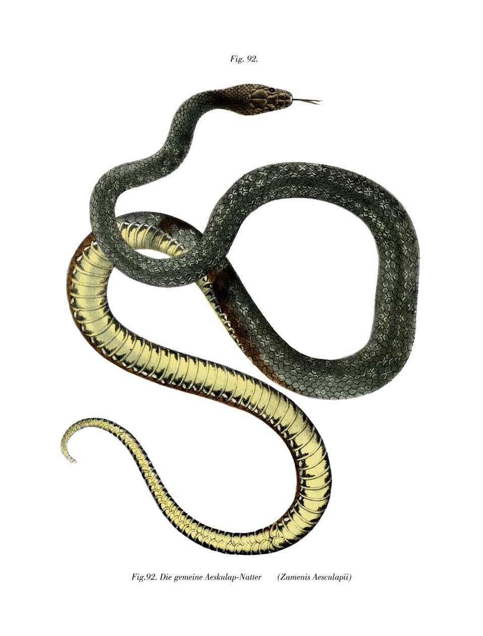 Aesculapian Snake (farve litho) af German School