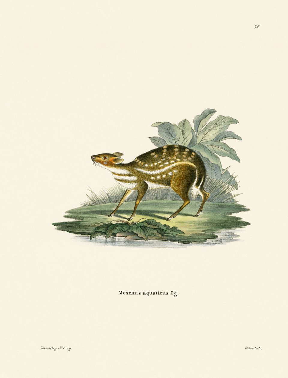 Afrikansk Chevrotain (farvet gravering) af German School