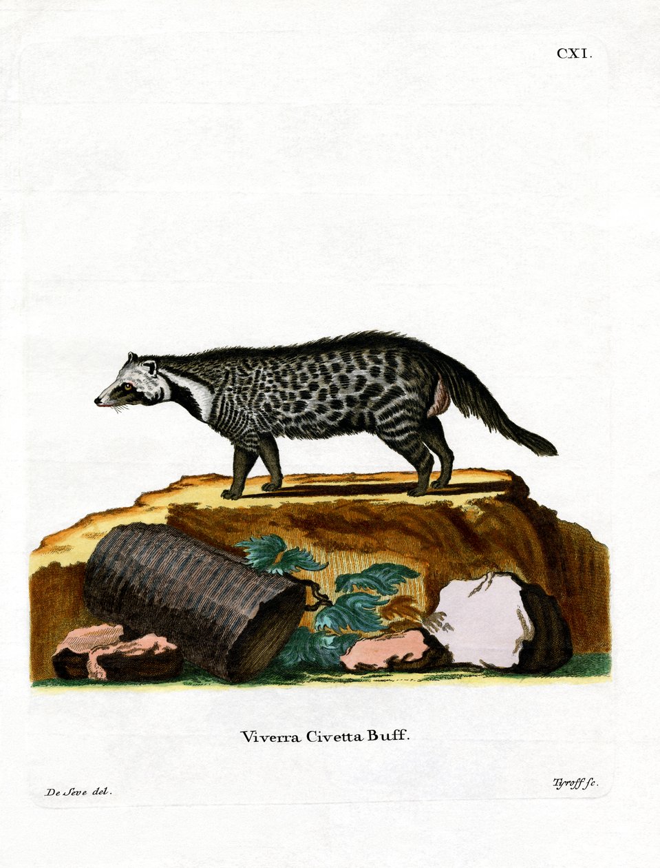 African Civet (farvet gravering) af German School