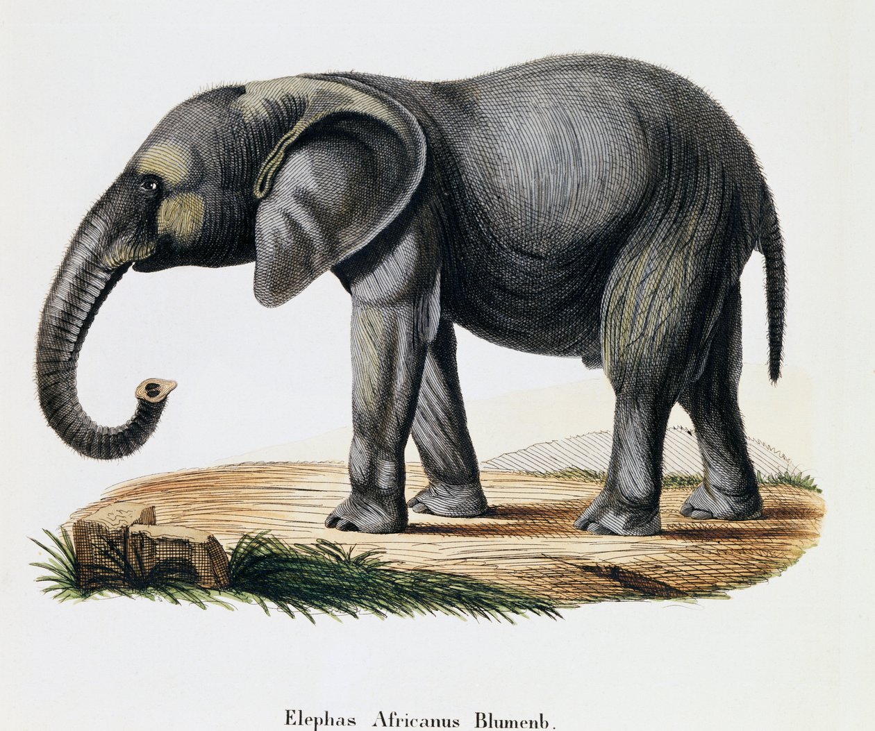 Afrikansk elefant (Elephas africanus), fra pattedyr illustreret fra naturen med beskrivelser, af Johann Christian Daniel von Schreber (1739-1810), gravering af IC Bock efter tegning af A Fleischmann, Tyskland af German School