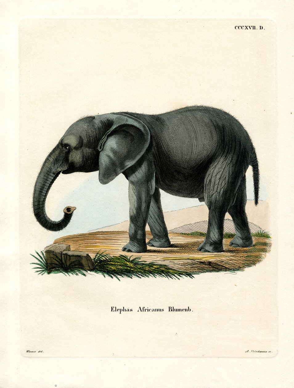 Afrikansk elefant (farvet indgravering) af German School