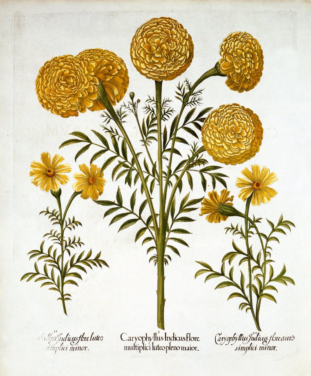 Afrikanske morgenfruer og franske morgenfruer, fra Hortus Eystettensis, af Basil Besler (1561-1629), pub. 1613 (håndkoloreret gravering) af German School