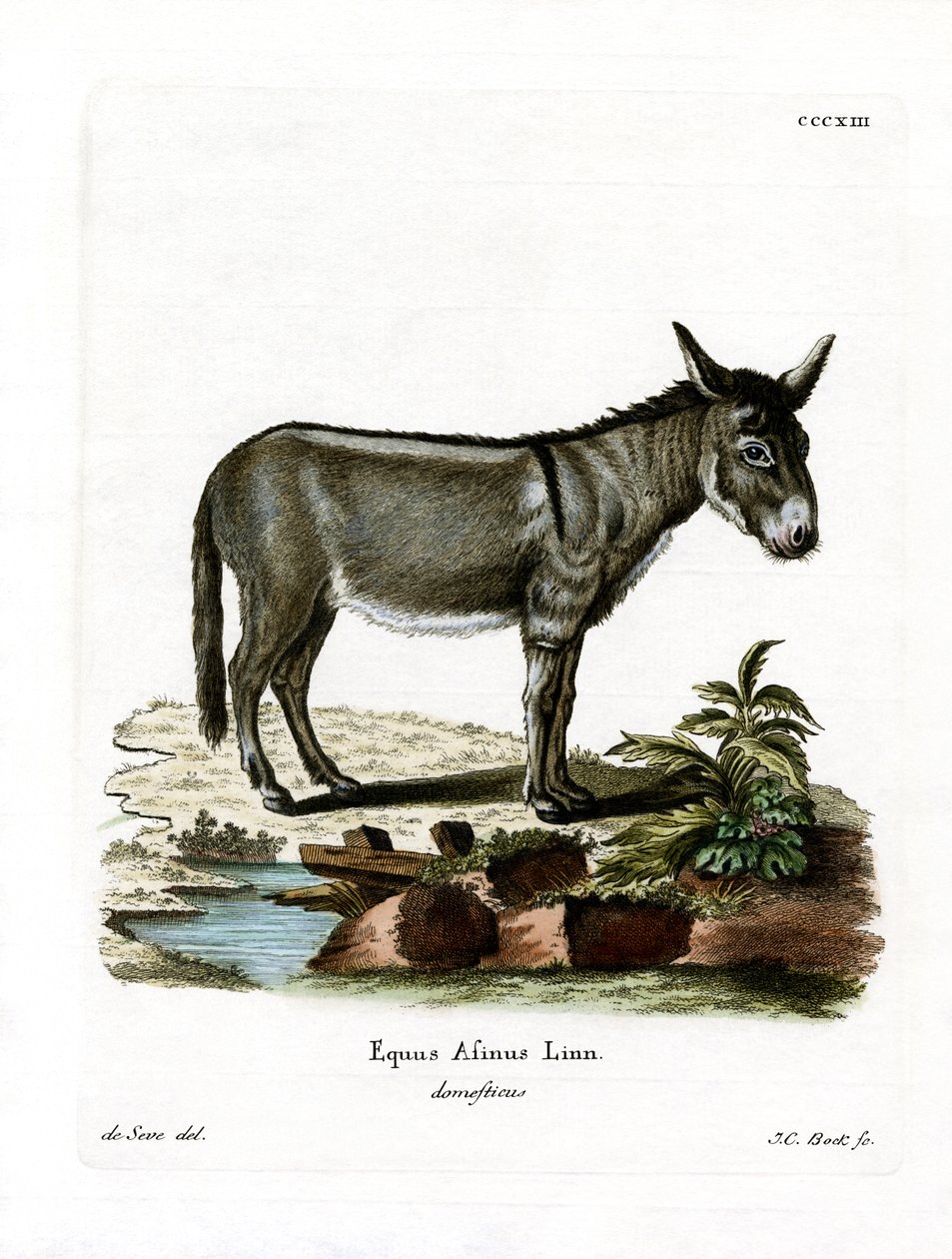 African Wild Ass (farvet gravering) af German School