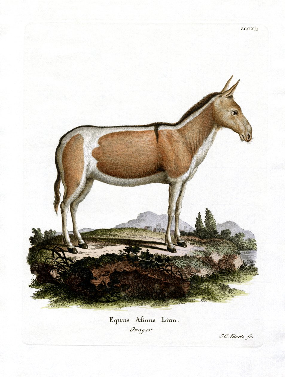 African Wild Ass (farvet gravering) af German School