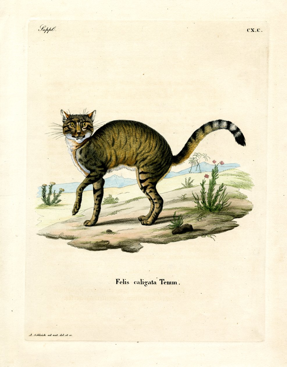 African Wildcat (farvet gravering) af German School