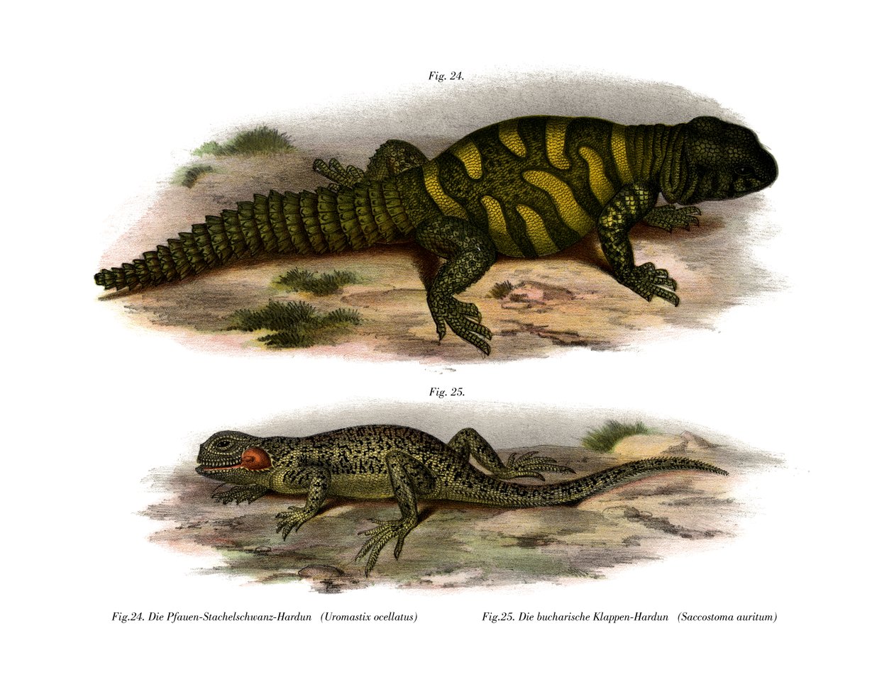Agama (farvemedlemmer) af German School