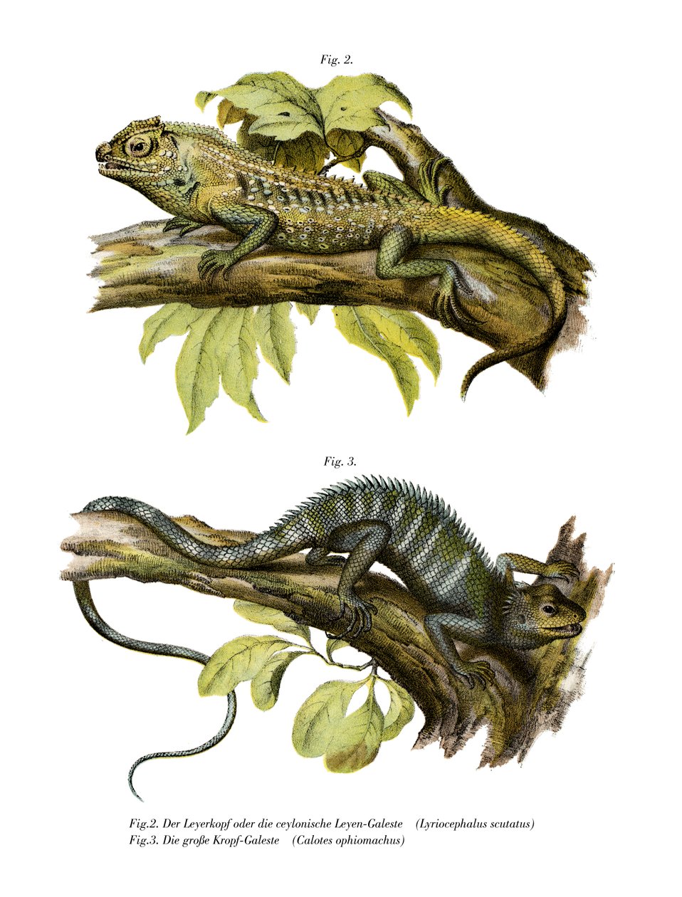 Agamid Lizard (farve litho) af German School