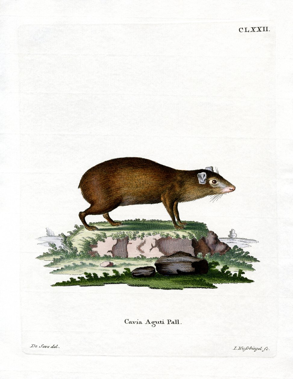 Agouti (farvet gravering) af German School