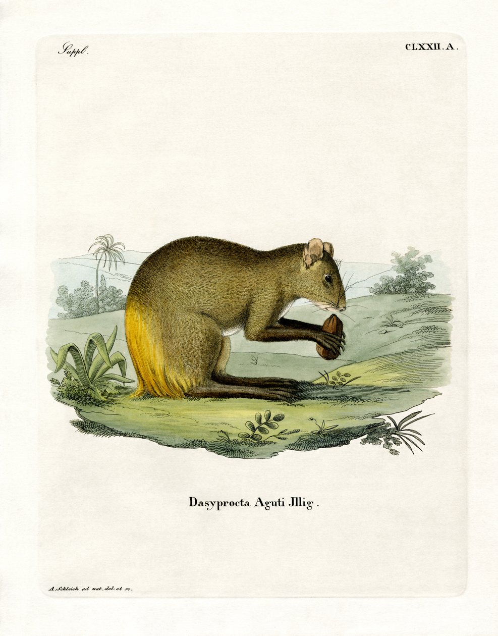 Agouti (farvet gravering) af German School