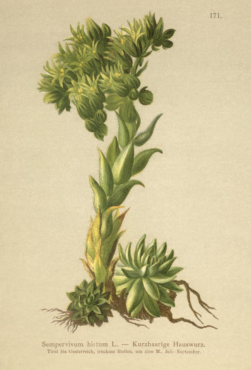 Allionii husløg (Sempervivum hirtum, Jovibarba hirta) af German School