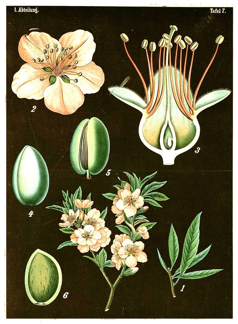 Mandel (Prunus Amygdalus) ca. 1890 (kromolitografi) af German School