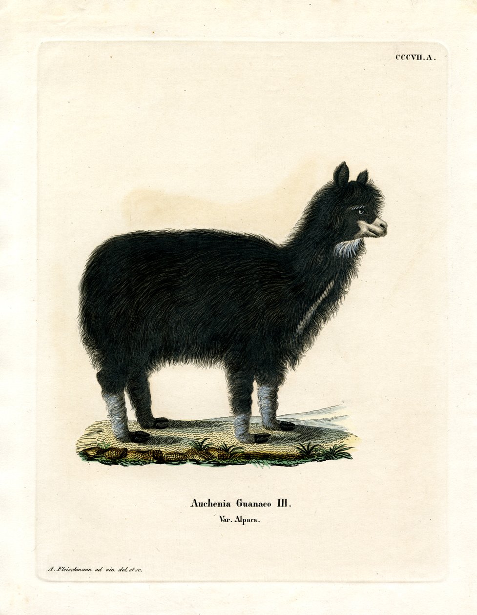 Alpaca (farvet gravering) af German School