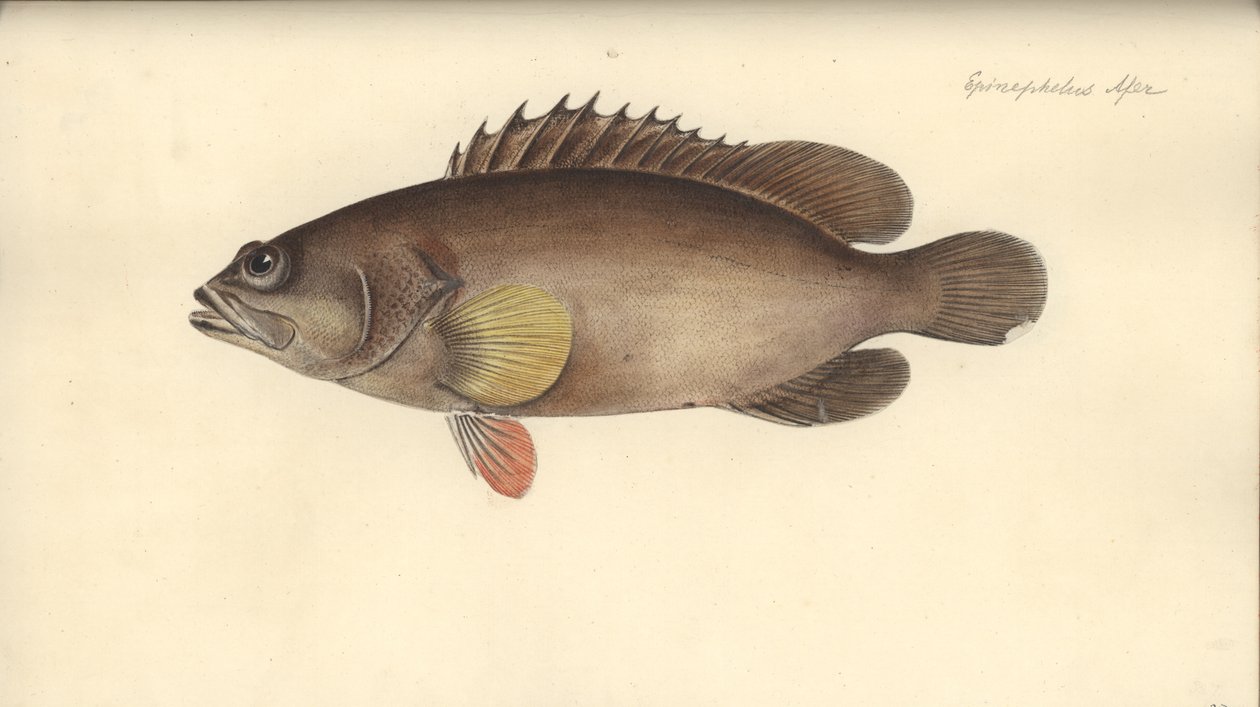 Alphestes afer, før 1793 (wc på papir) af German School