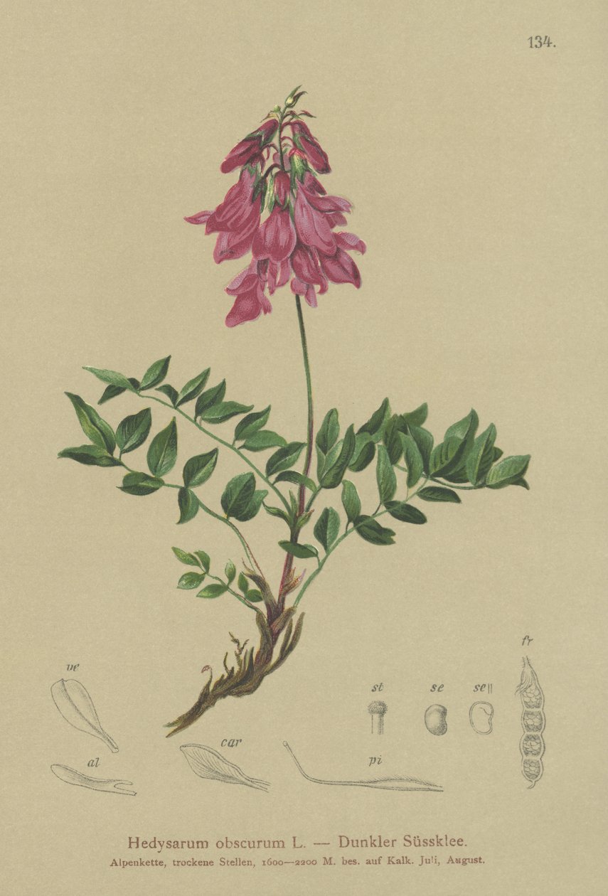 Almindelig (Hedysarum obscurum, Hedysarum hedysaroides) af German School