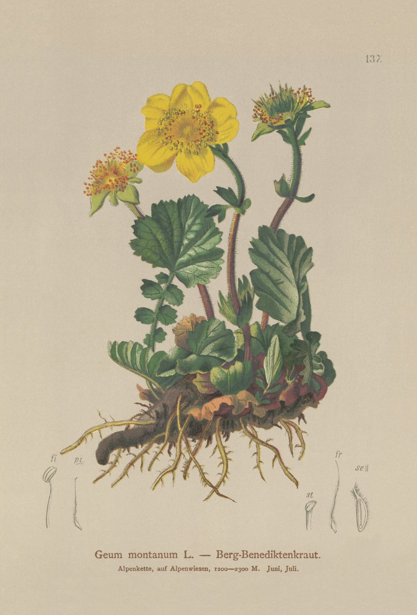 Alpine Avens (Geum montanum) af German School
