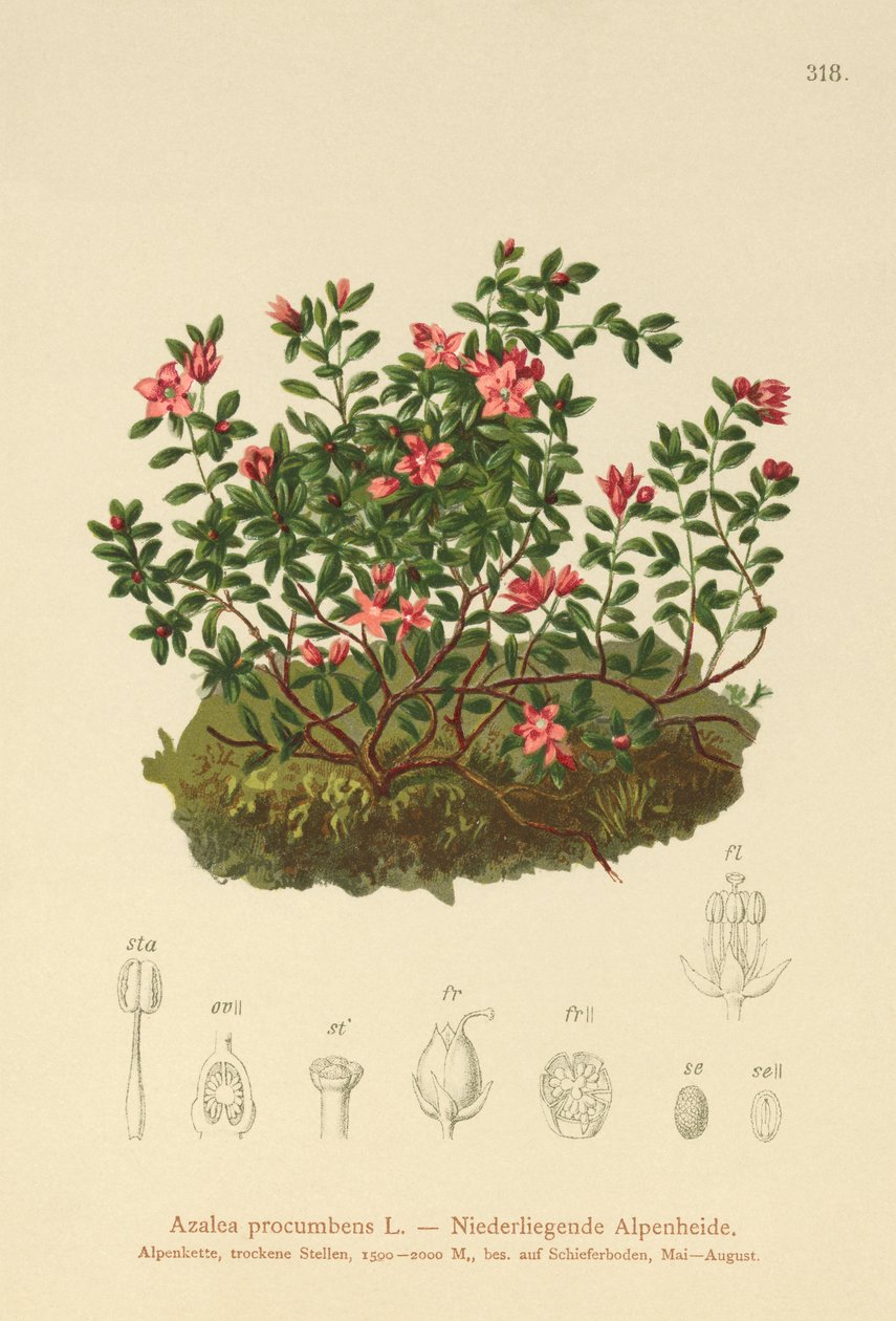 Almindelig Azalea (Azalea procumbens, Loiseleuria procumbens, Kalmia procumbens) af German School