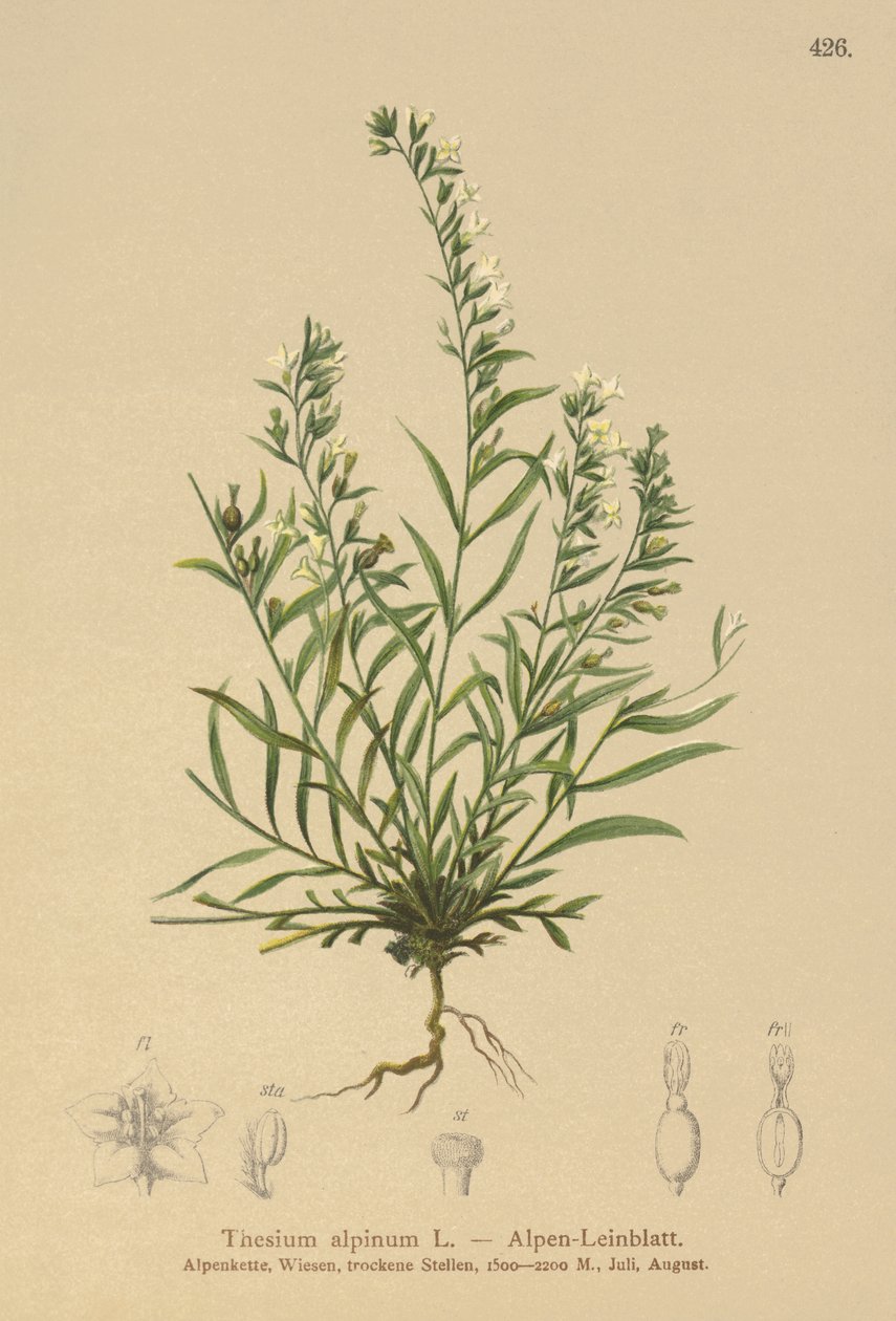 Almindelig skidtpotte (Thesium alpinum) af German School
