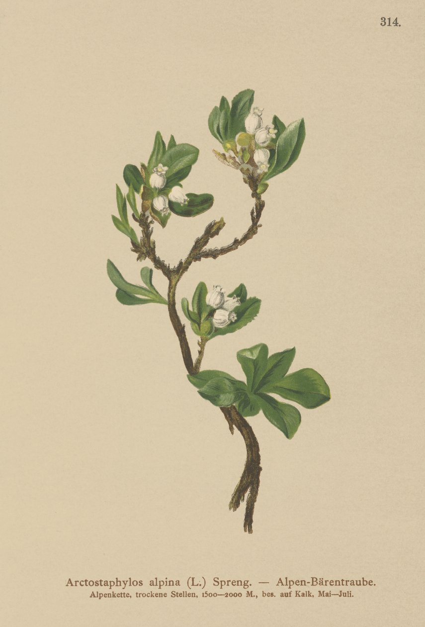 Bjørnebær (Arctostaphylos alpina, Arctostaphylos alpinus) af German School